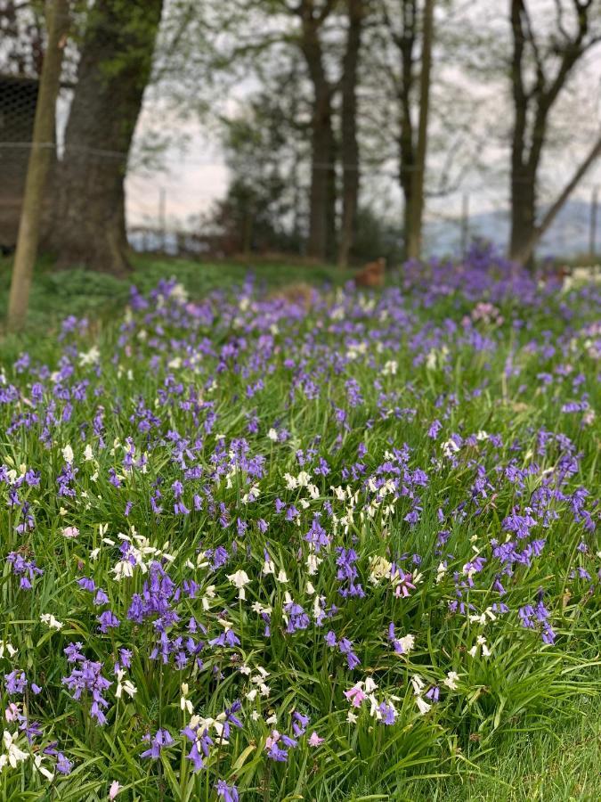 Bed and Breakfast West Plean House Stirling Exteriér fotografie